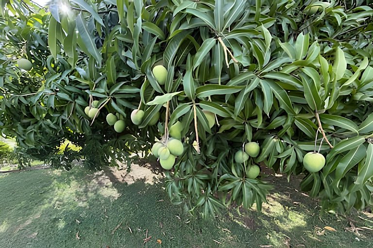 Madre Prime - Chácara e Eventos em Itapeva MG